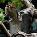 Sunbittern